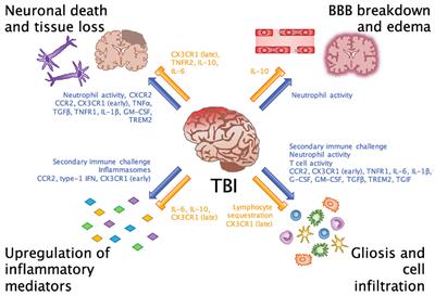 Emerging Roles for the Immune System in Traumatic Brain Injury